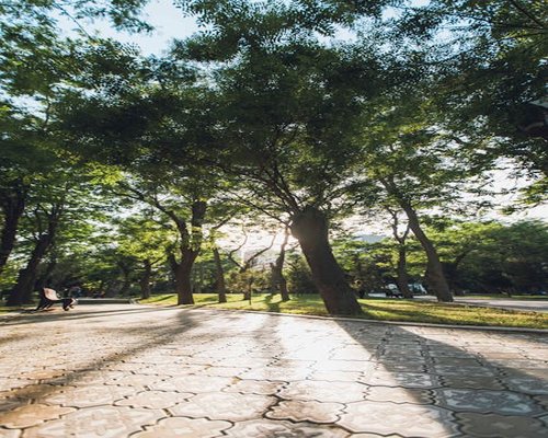 A peaceful open park space in Mexico City with old green trees and warm morning sunlight filtering through leaves, establishing a calm morning scene